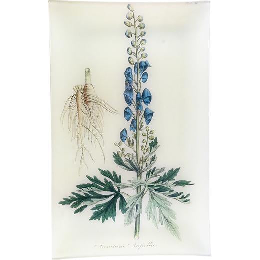 Tray Rectangle Aconite Aconitum Napellus (History of Plants) 10x16" - French inc